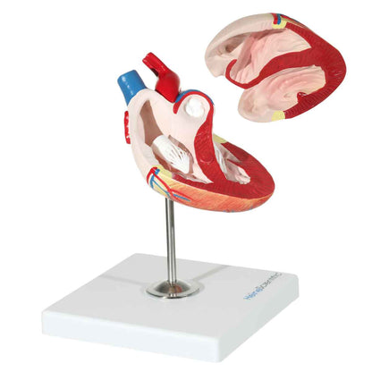 Canine Heart Model