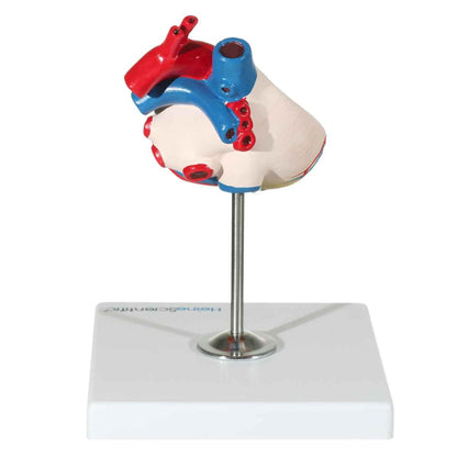 Canine Heart Model