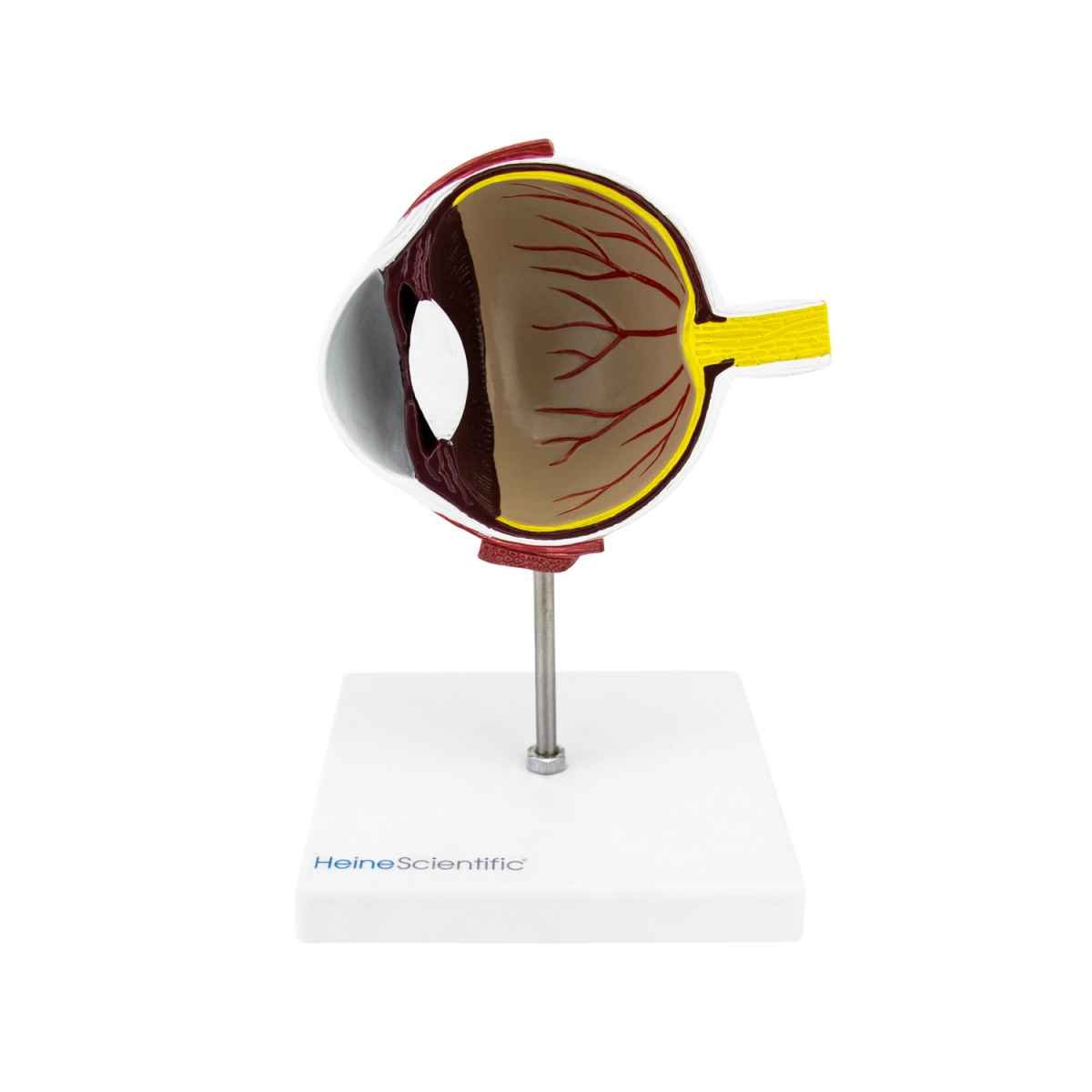 Model of a Dog's Eye