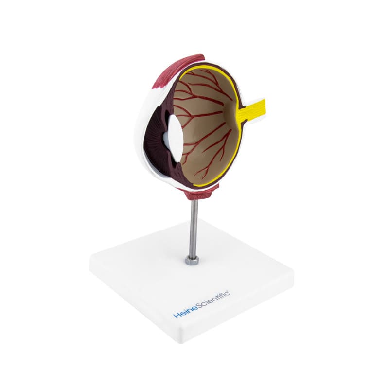 Model of a Dog's Eye