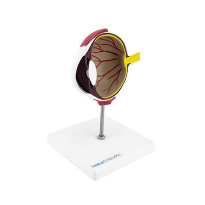 Model of a Dog's Eye