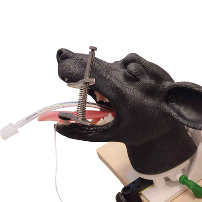 Canine Intubation Head Simulator