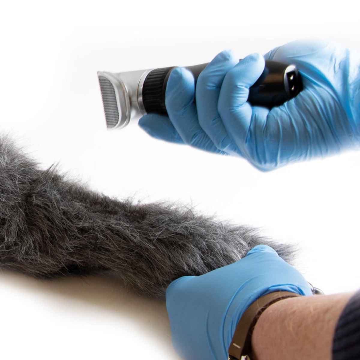 Injection Trainer - Canine Leg