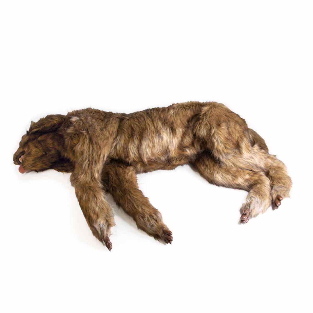 Rocky Canine Positioning Manikin