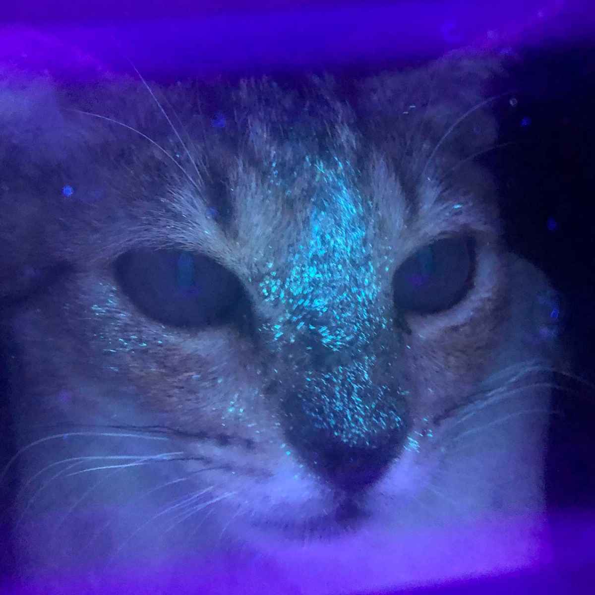 Veterinary Wood's Lamp TW50