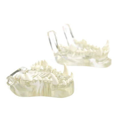 Transparent Dog Jaw