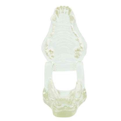 Transparent Dog Jaw