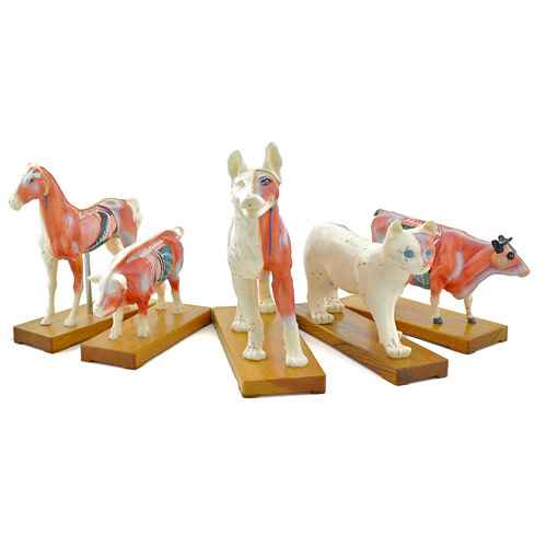 Pig Acupuncture Model