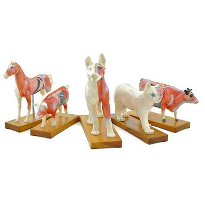 Pig Acupuncture Model