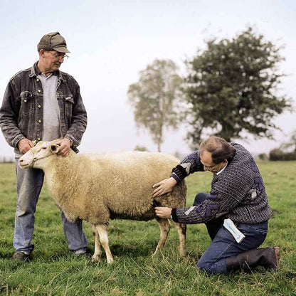 Pregnancy Detector for Sheep and Goats