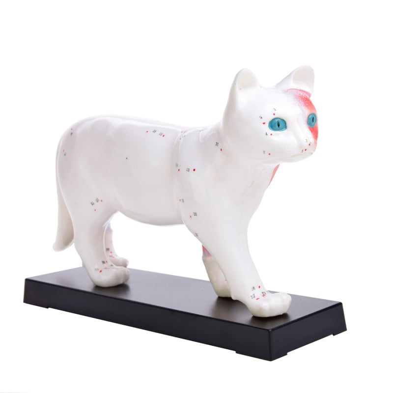 Cat Acupuncture Model