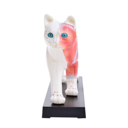 Cat Acupuncture Model