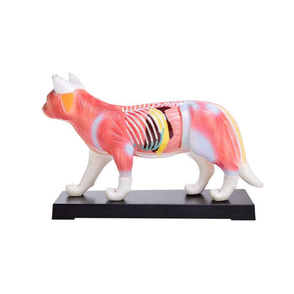 Cat Acupuncture Model