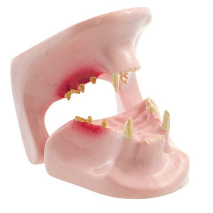 Feline Jaw Model