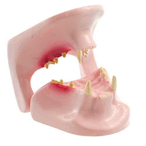 Feline Jaw Model