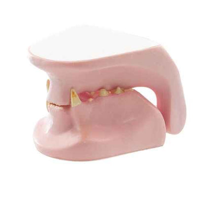 Feline Jaw Model