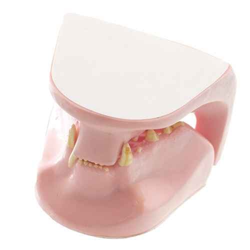 Feline Jaw Model