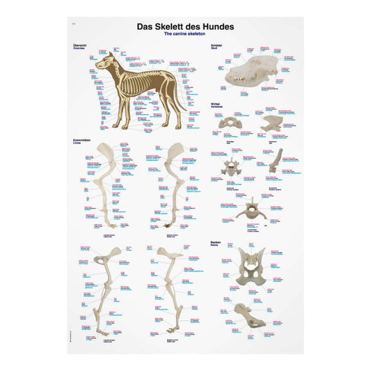 Canine Skeleton Wall Chart